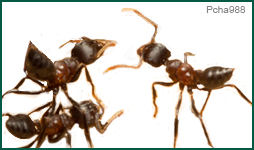 Acrobat Ant