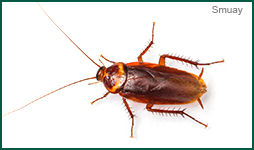 American Cockroach