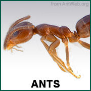 Fire Ant