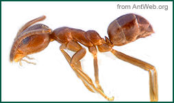 Argentine Ant