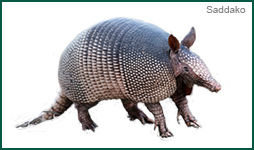 Armadillo