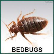 Bed Bugs