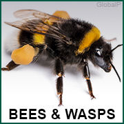 Bees & Wasps