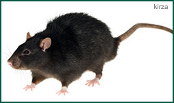 Black Rat