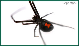 Black Widow Spider