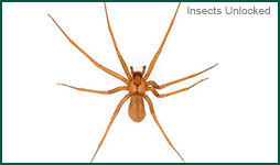 Brown Recluse Spider