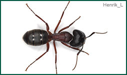 Carpenter Ant