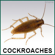 Cockroaches