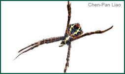 St. Andrew's Cross Spider