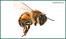 European Honey Bee