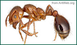 Fire Ants