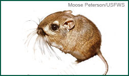 Kangaroo Rat