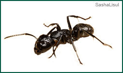 Odorous House Ant