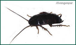 American Cockroach