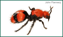 Red Velvet Ant "Cow Killer"