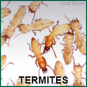 Termites