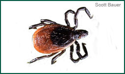 Ticks