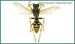 Yellow Jacket